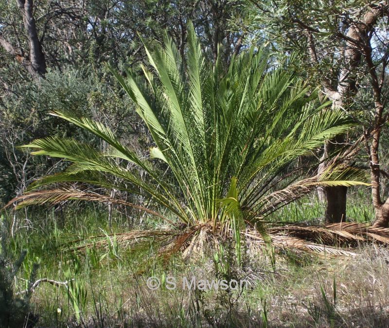 Macrozamia fraseri