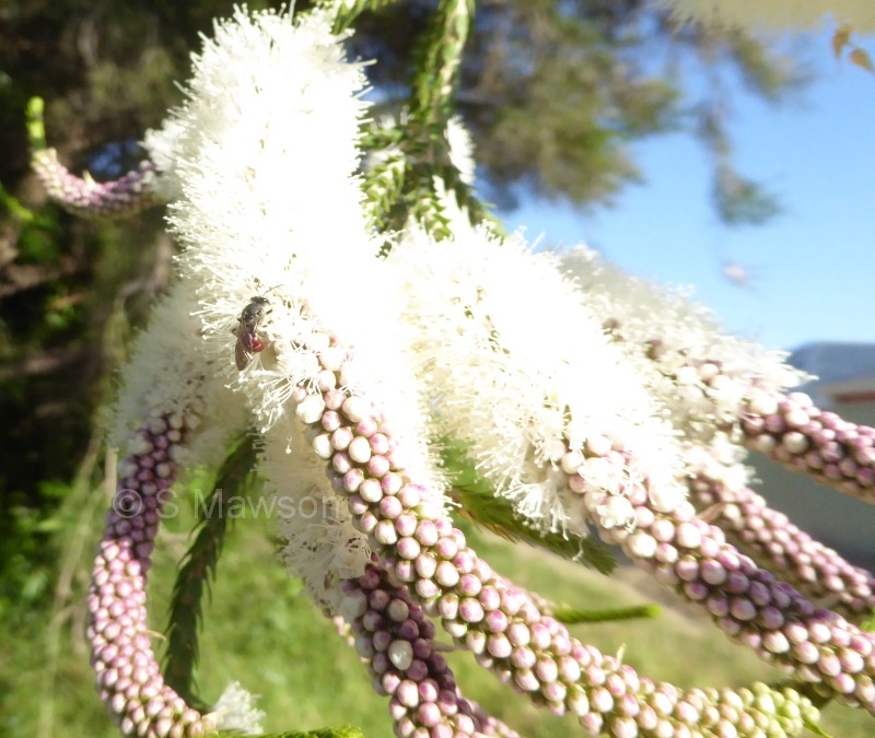 Melaleuca huegelii