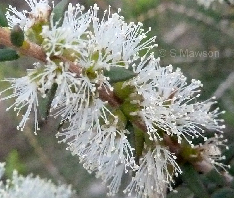 Melaleuca lanceolata