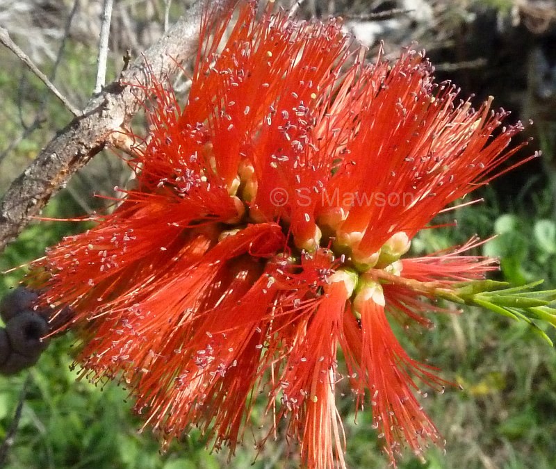 Melaleuca lateritia