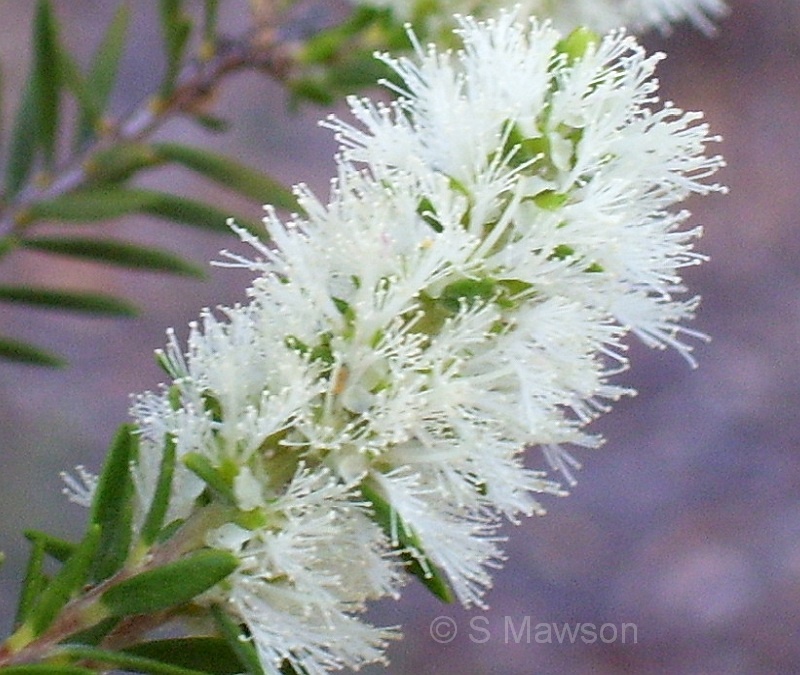 Melaleuca preissiana