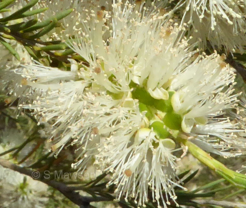 Melaleuca rhaphiophylla