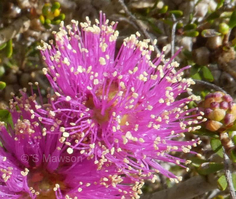 Melaleuca seriata