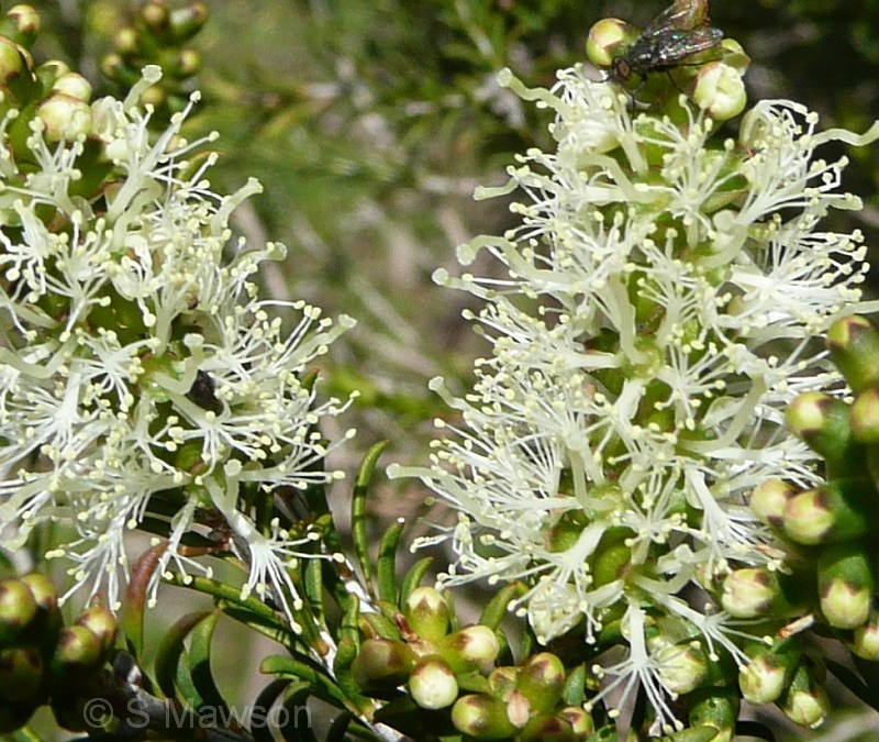 Melaleuca viminea