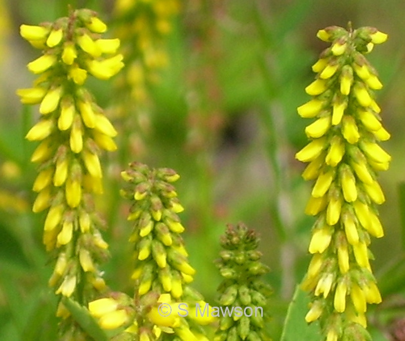 Melilotus indicus