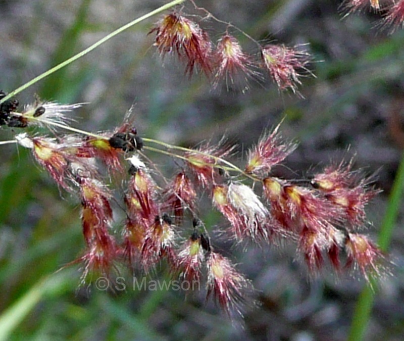 Melinis repens