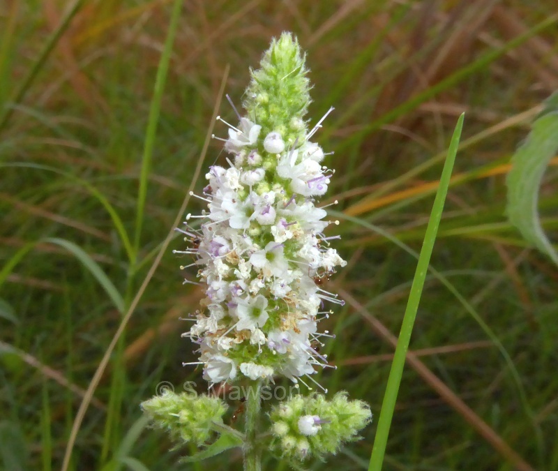 Mentha spicata