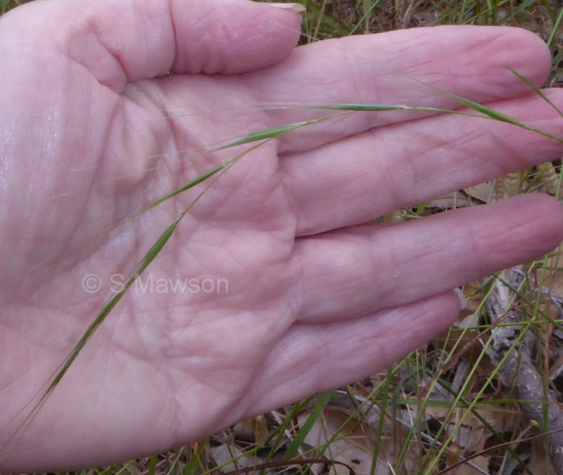 Microlaena stipoides