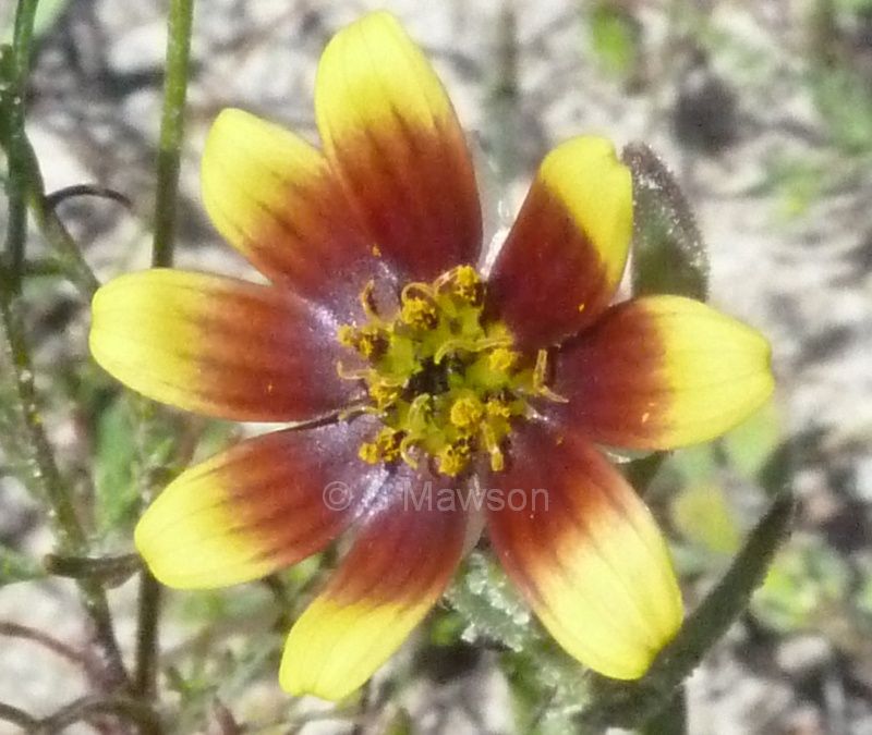 Monoculus monstrosus