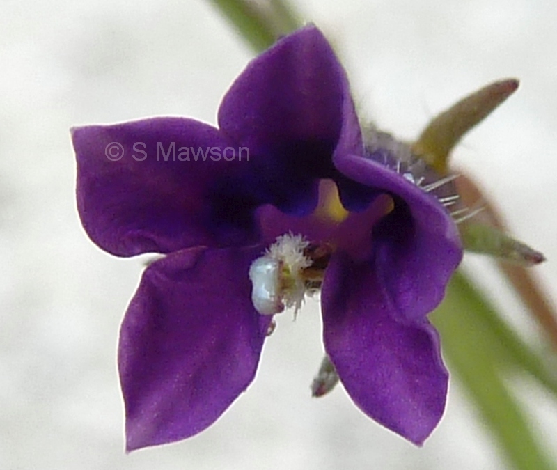 Monopsis debilis