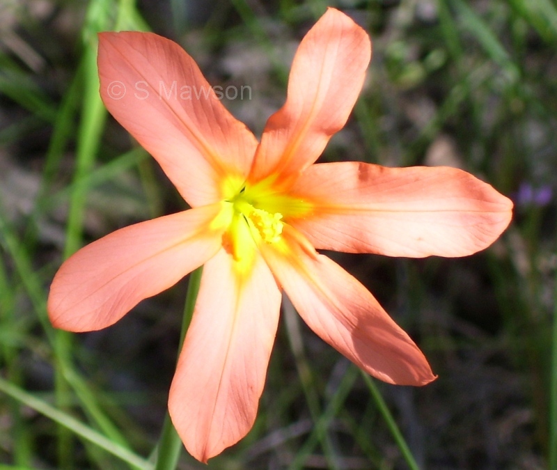 Moraea flaccida