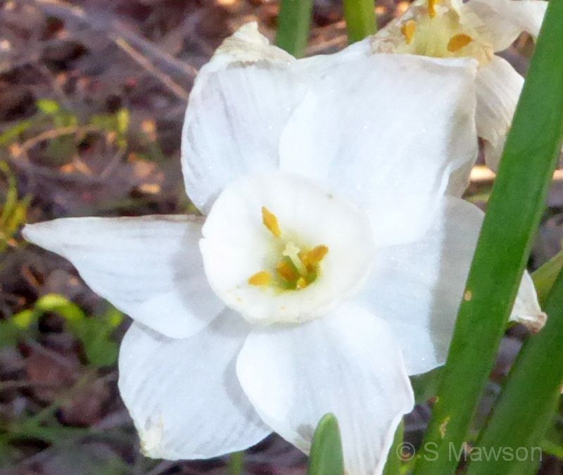 Narcissus papyraceus