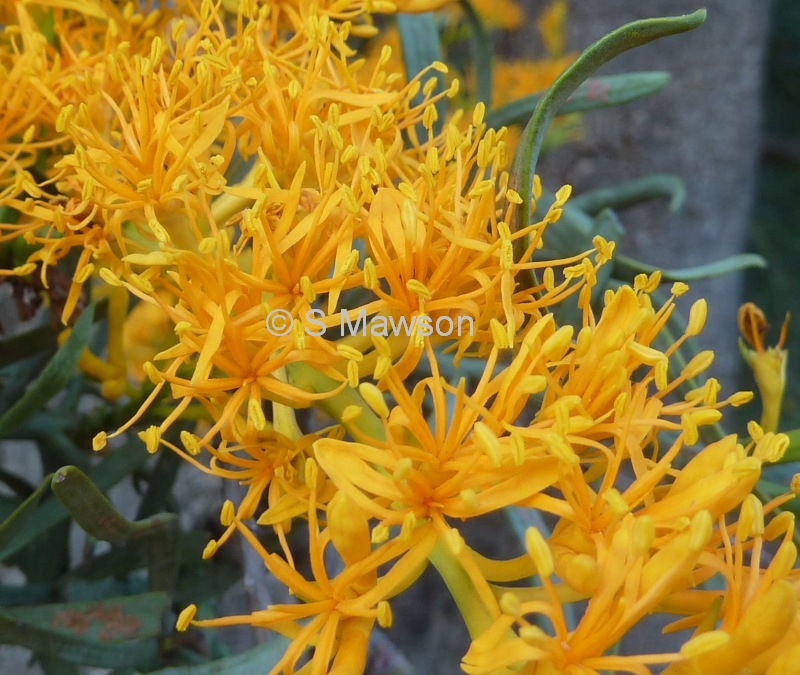 Nuytsia floribunda