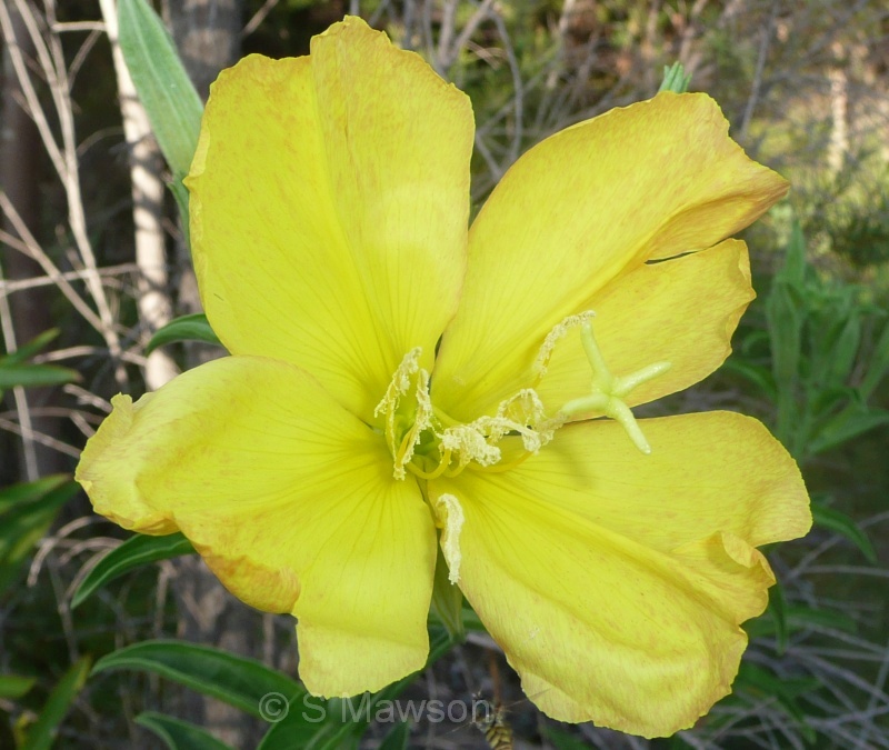 Oenothera glazioviana