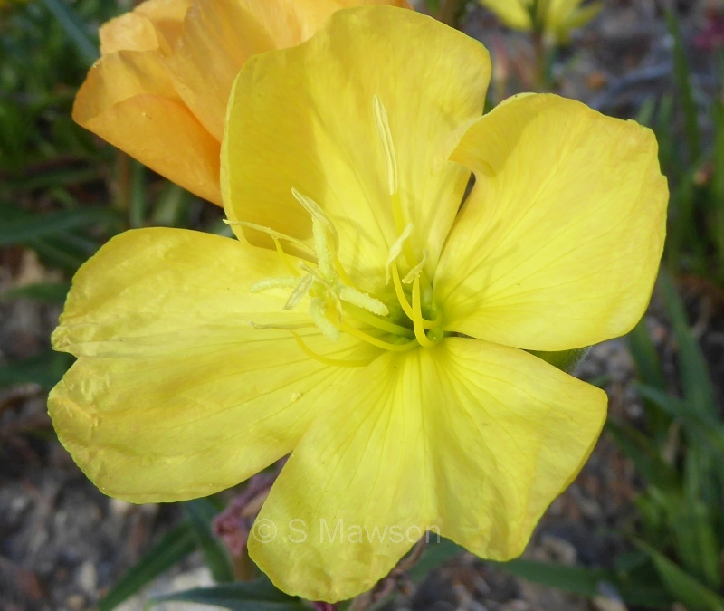 Oenothera stricta