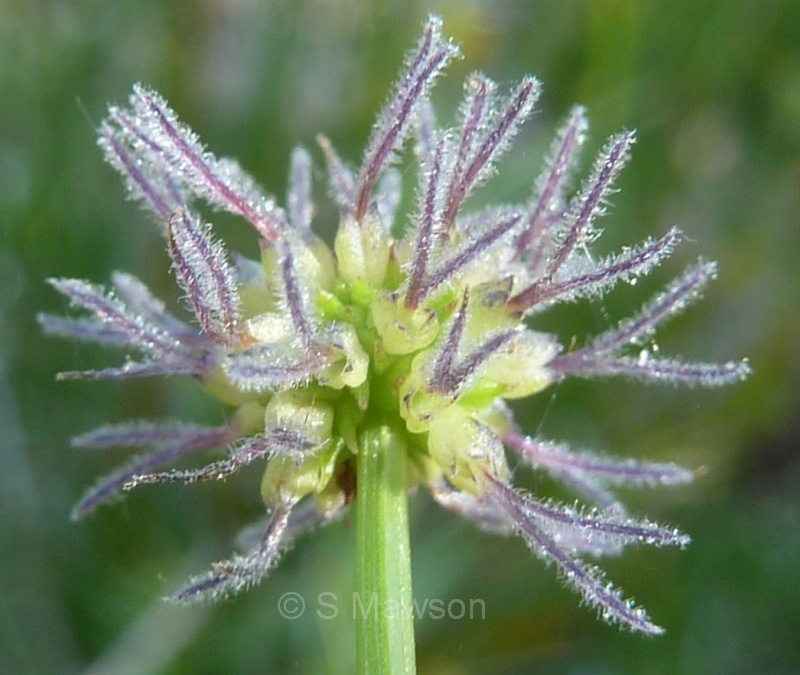 Opercularia vaginata