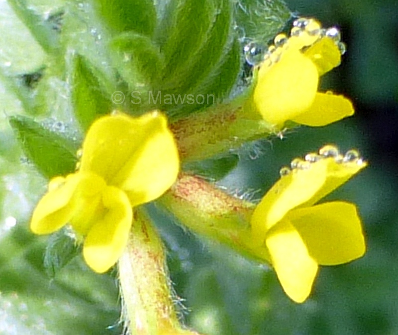 Ornithopus compressus