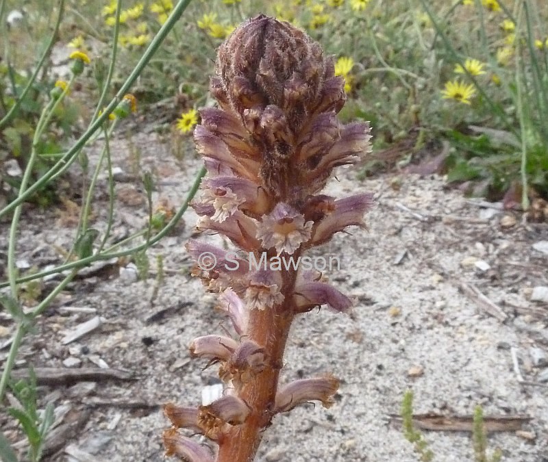 Orobanche minor