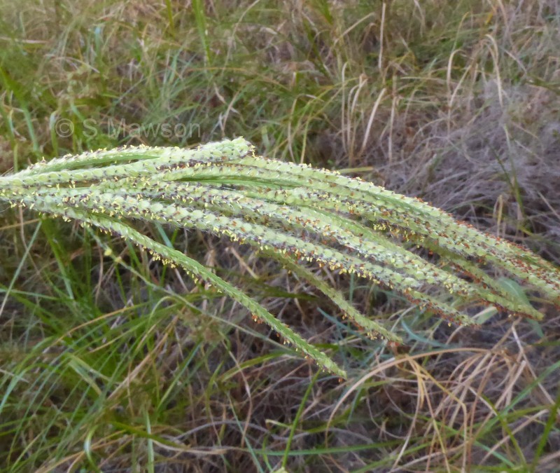 Paspalum dilatatum