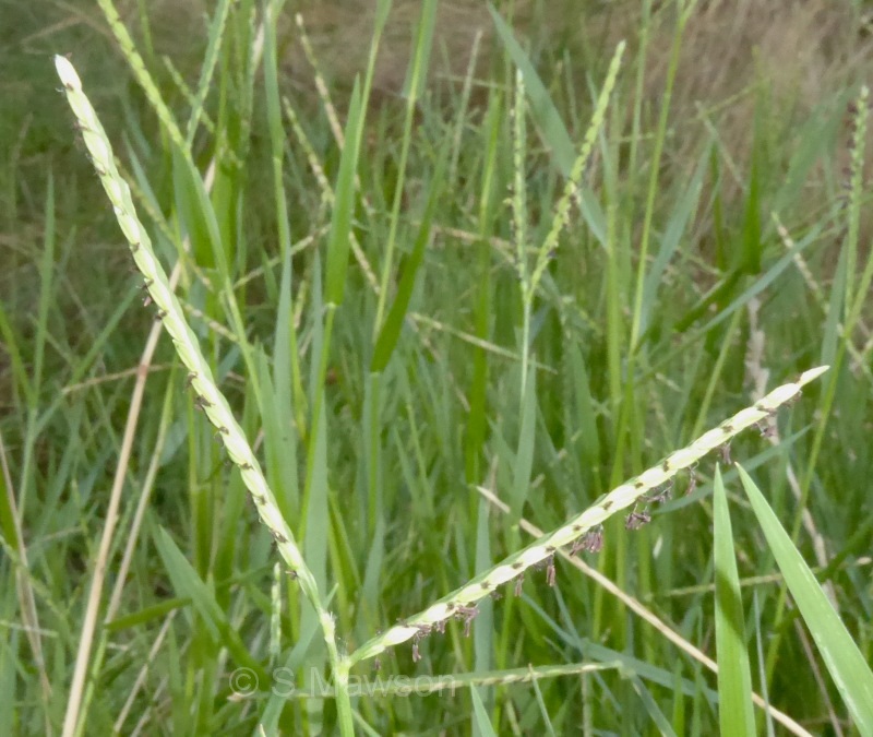 Paspalum distichum