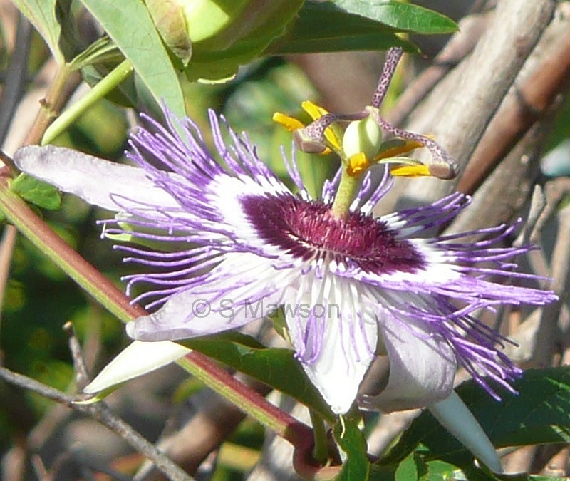 Passiflora filamentosa