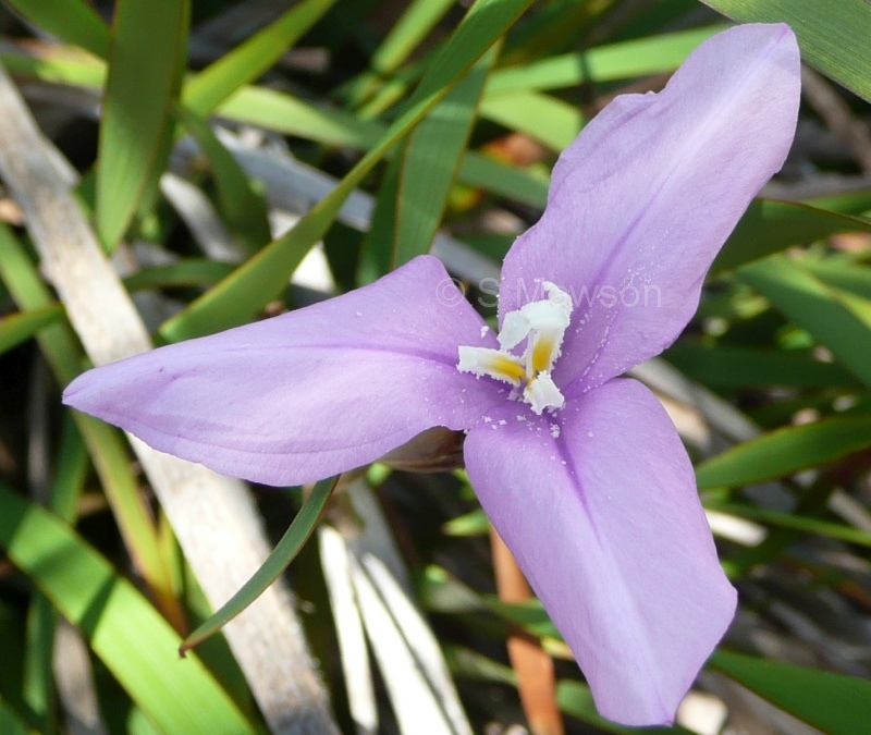Patersonia occidentalis