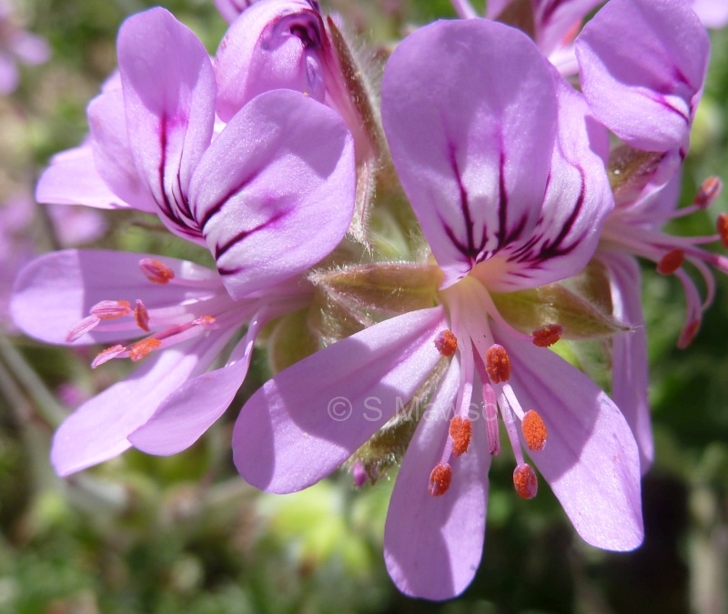 Pelargonium capitatum