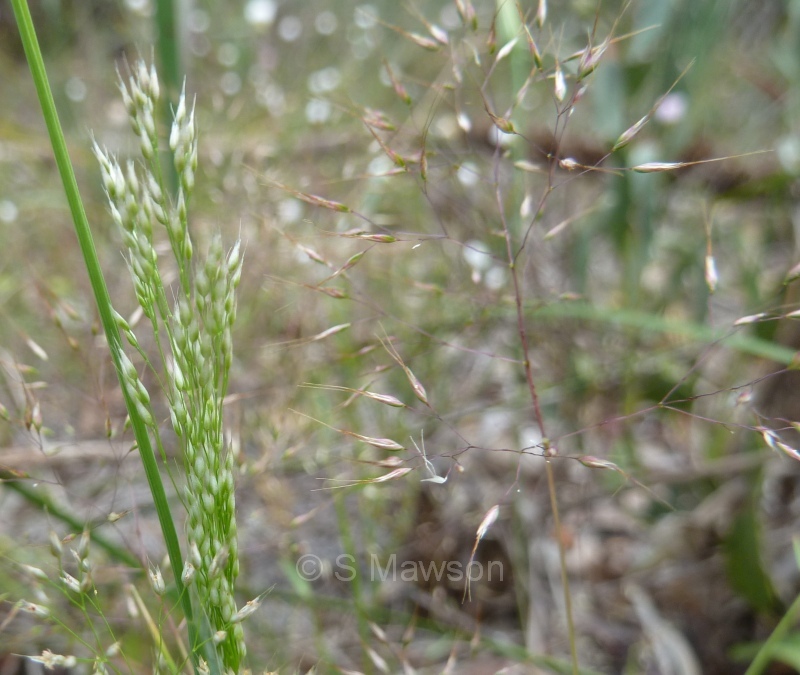 Pentameris airoides