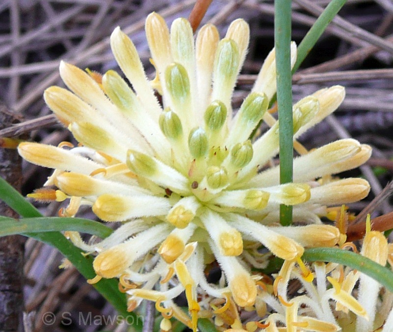 Petrophile juncifolia