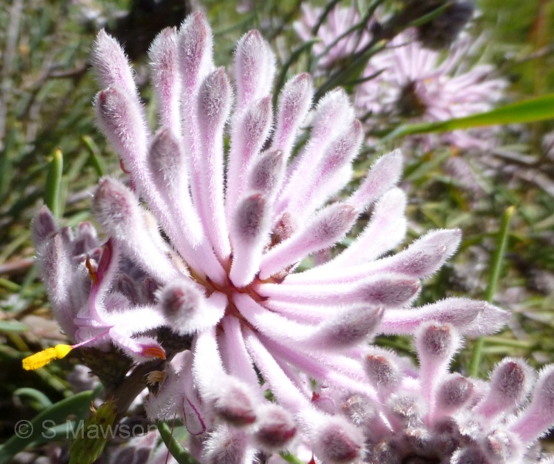 Petrophile linearis