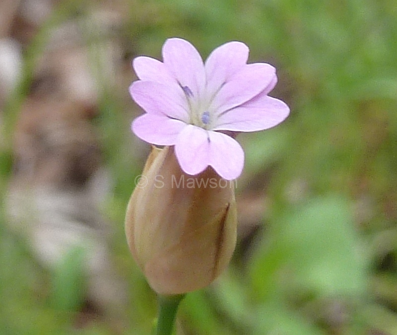 Petrorhagia dubia