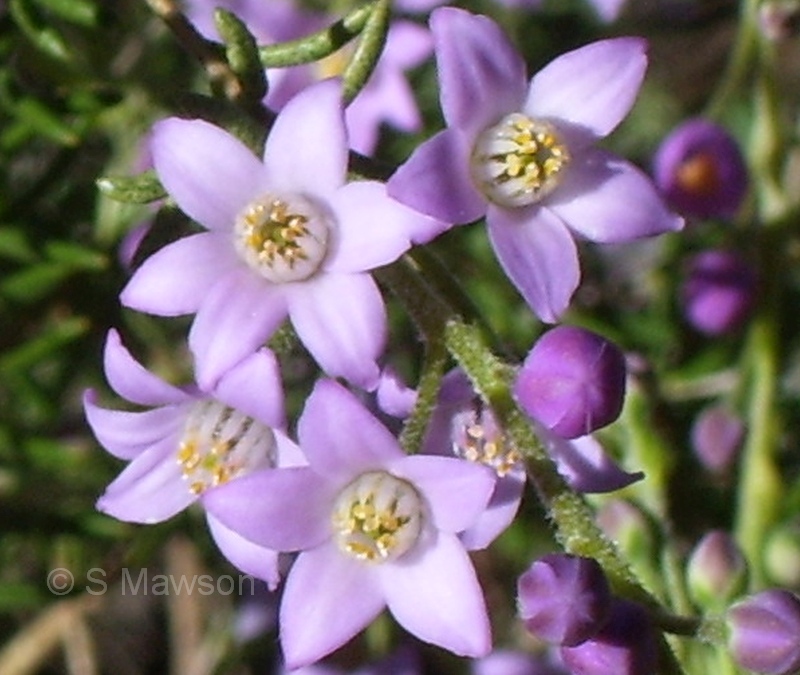 Philotheca spicata