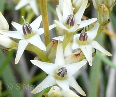 Phlebocarya ciliata