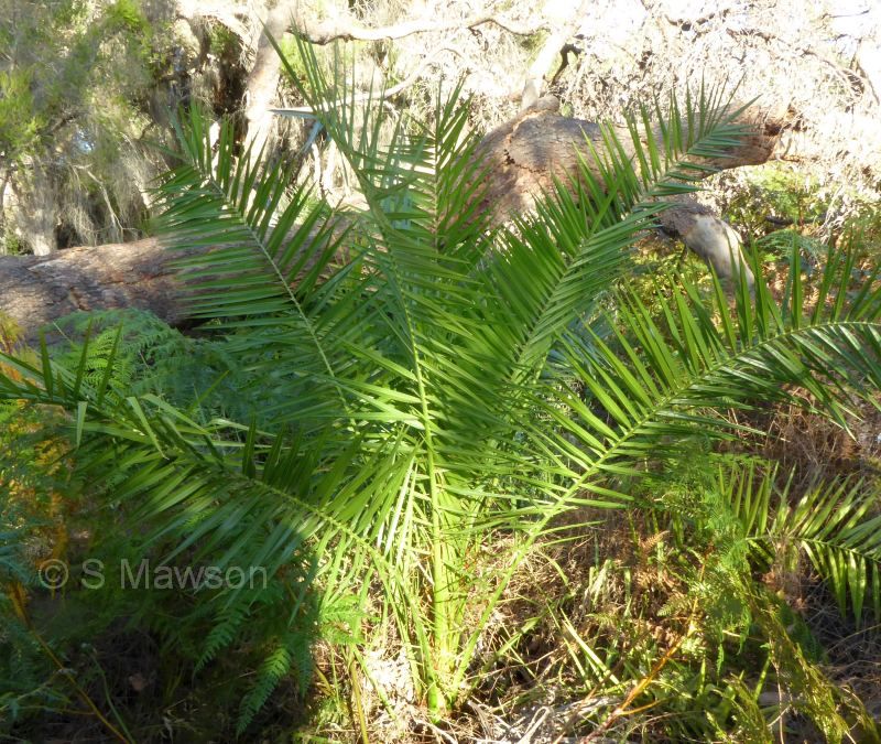 Phoenix dactylifera