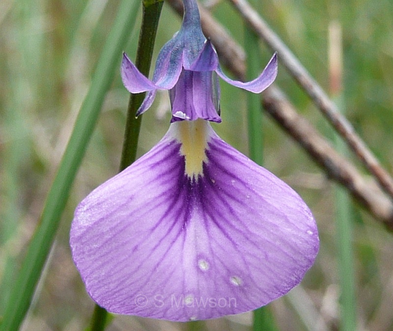 Pigea calycina