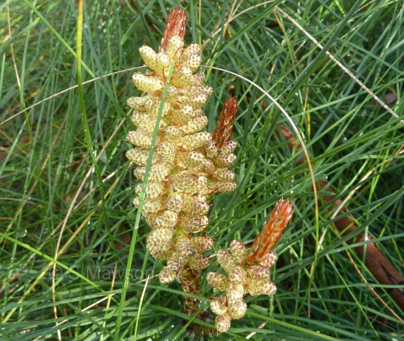 Pinus pinaster