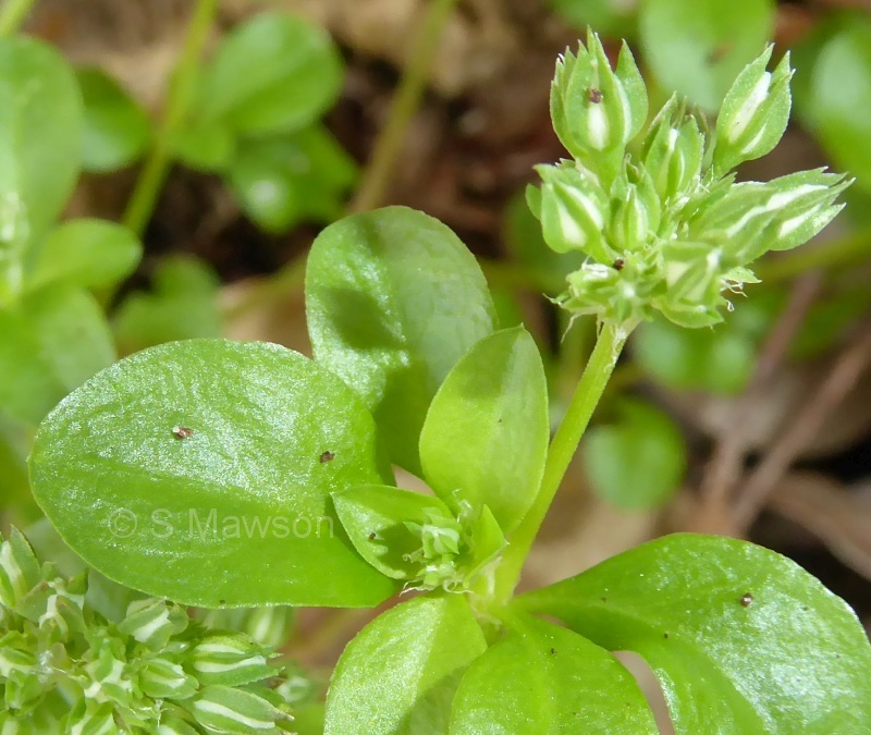 Polycarpon tetraphyllum