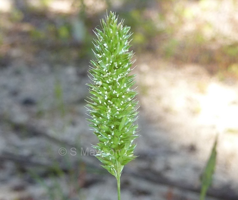 Polypogon monspeliensis