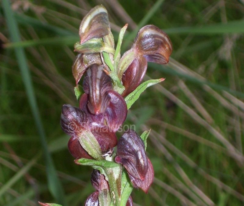 Pterostylis atrosanguinea