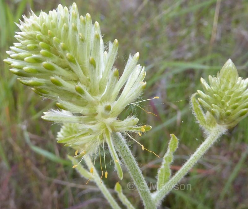 Ptilotus polystachyus