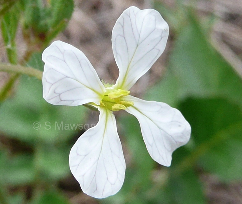 Raphanus raphanistrum