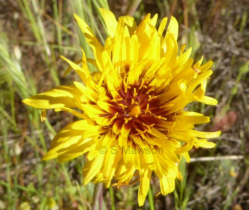 Reichardia tingitana