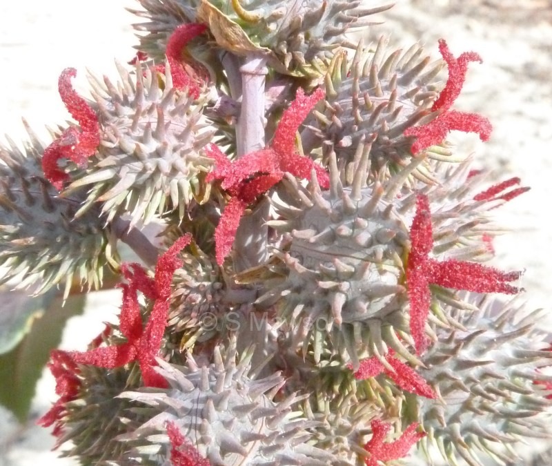 Ricinus communis
