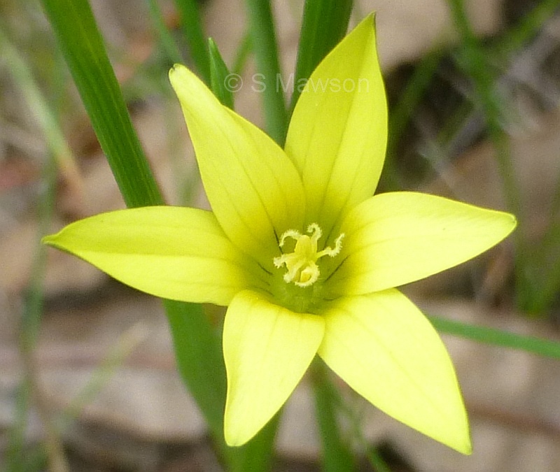 Romulea flava
