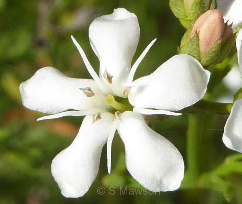 Samolus repens