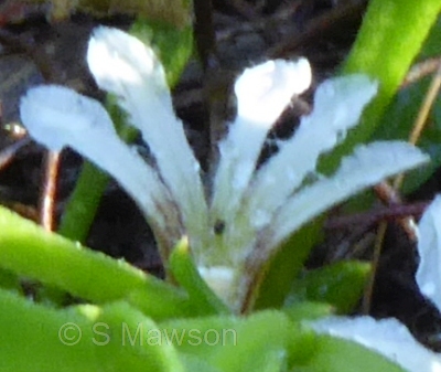 Scaevola repens