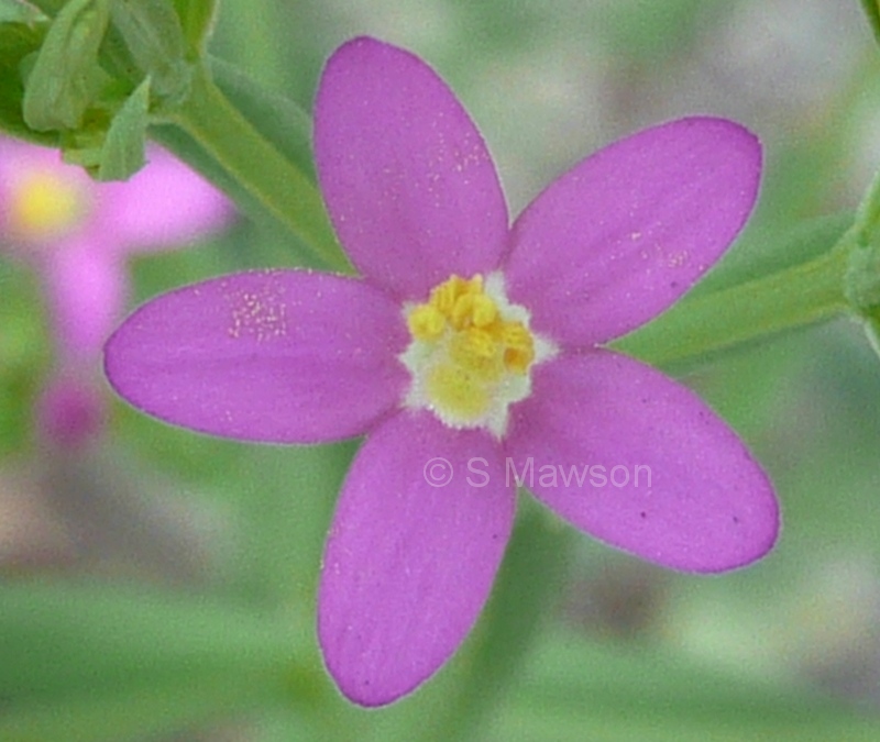 Schenkia australis