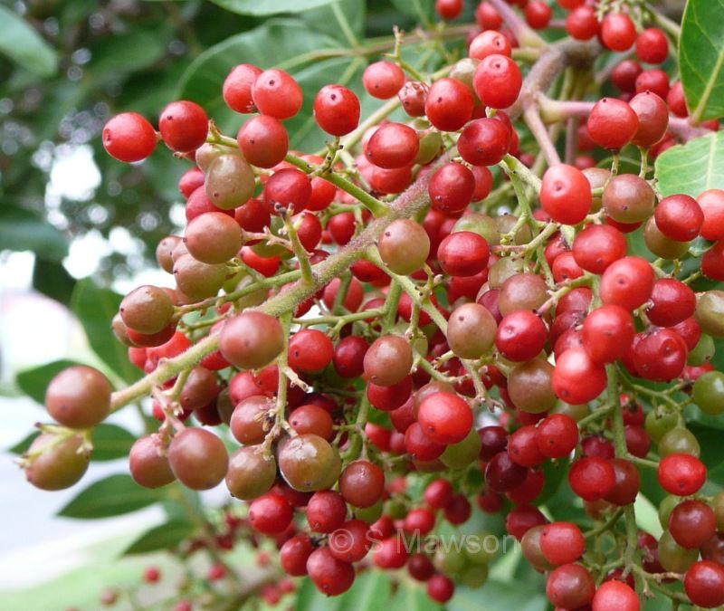 Schinus terebinthifolia
