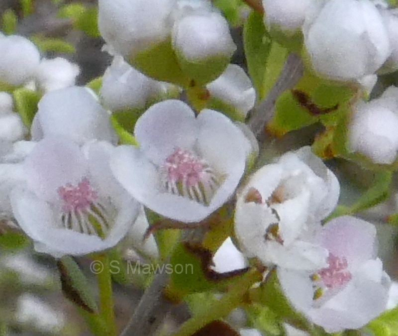 Scholtzia involucrata
