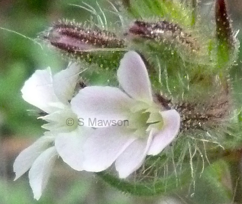 Silene gallica var. gallica
